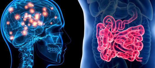 L’Intestino: Una Porta sulle Malattie Degenerative